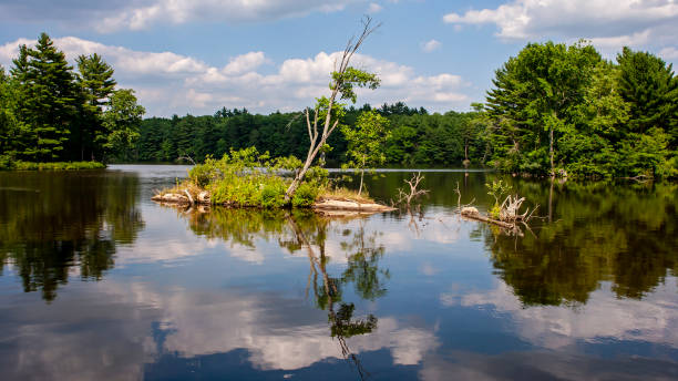 istock Serene summer lake landscape with reflections of sky and trees 1368207447