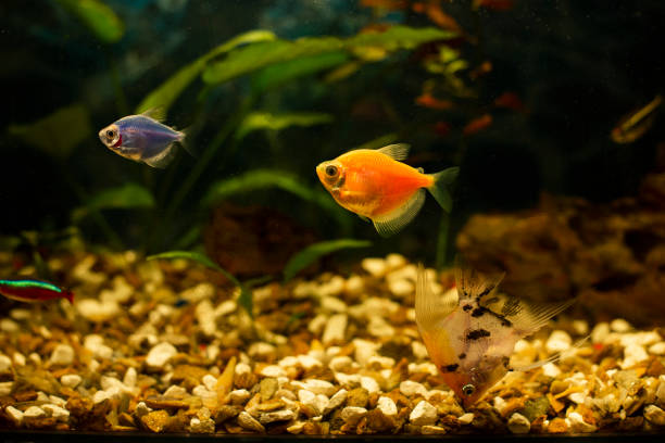 istock orange fish in the aquarium 1368208395