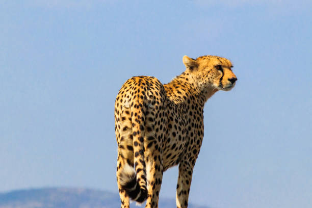 Cheetah on a background of greenery, close-up. Atmospheric shot of a cheetah. Africa, African animal. B/W