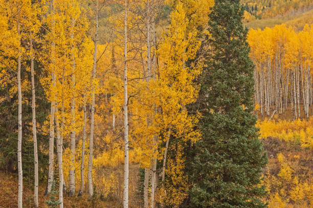 istock Autumn Aspen Grove Elk Mountains 1368209982