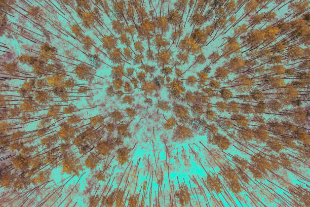 Pine snow forest on a winter sunny day. Top view