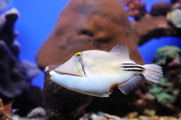 istock Picasso triggerfish in the Red Sea 1368210339