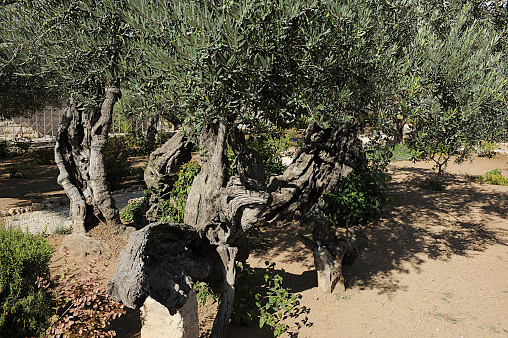 Old olive trees in the Garden of Gethsemane in Jerusalem
