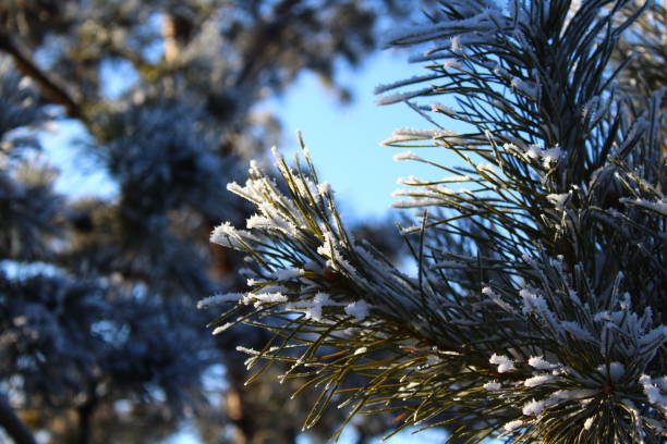 istock Pine fir needles covered with frost snow 1368211377