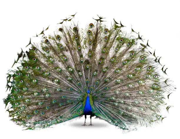 Photo of The Indian peafowl or blue peafowl dance display isolated on white background
