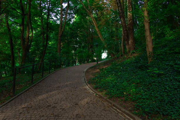 walking foot path track in park spring season time landscaped area in greenery trees environment