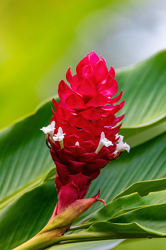Alpinia purpurata flower aka Red ginger; A beautiful flower from a family of decorative plant, will grow in rainforest of Costa Rica