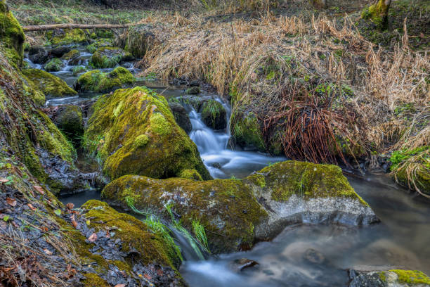 istock Small forest creek in a woodland 1368214520
