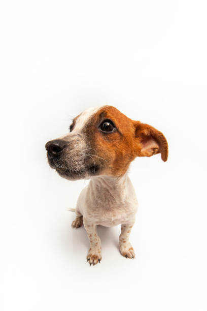 istock Jack Russell Terrier sitting on white background 1368214665
