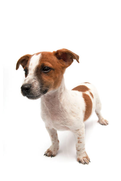 istock Jack Russell Terrier sitting on white background 1368214709