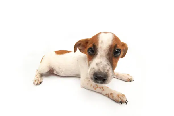 Photo of Jack Russell Terrier sitting on white background