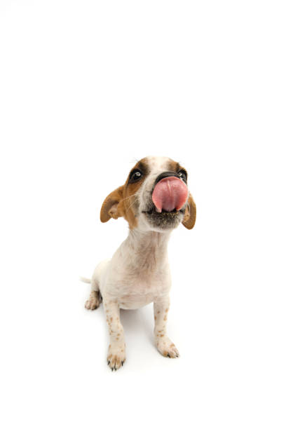 istock Jack Russell Terrier sitting on white background 1368214733