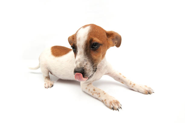 Brindle colored Beagle with a toy in Black and White