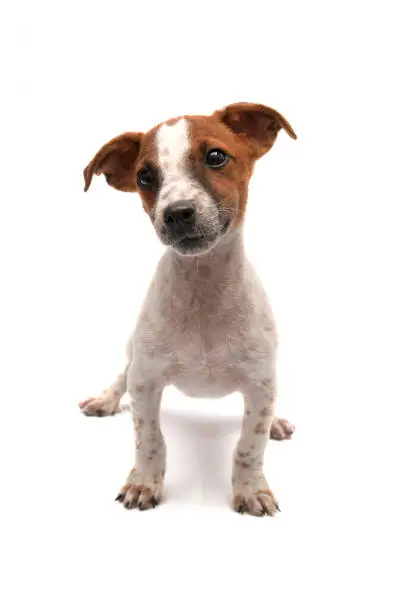 Photo of Jack Russell Terrier sitting on white background