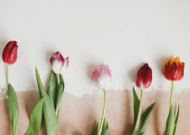 istock Colorful fresh tulips on a light background 1368214781