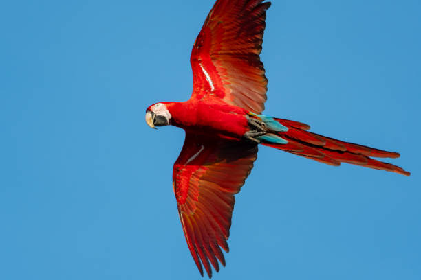 istock Beautiful Red and Green Macaw soaring with wings spread in the sunlight. 1368214861