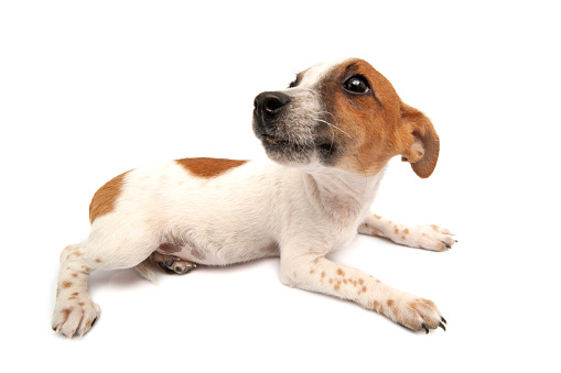 Jack Russell Terrier sitting on white background. One years old