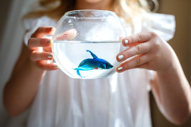 Baby girl in white dress holding a aquarium with blue fish Baby girl in white dress holding a aquarium with blue fish. The concept of care for Pets. Gift. Selective focus gold fish tank stock pictures, royalty-free photos & images