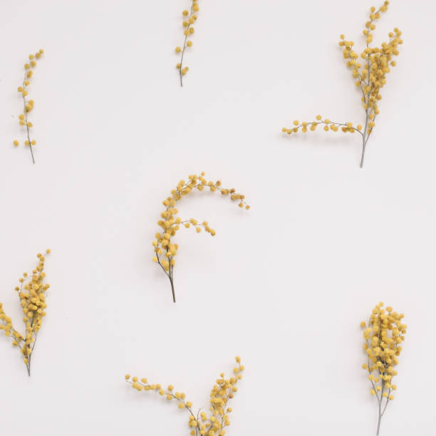 istock floral pattern of mimosa flowers on white backdrop. Copy space. Floral frame. 1368217831