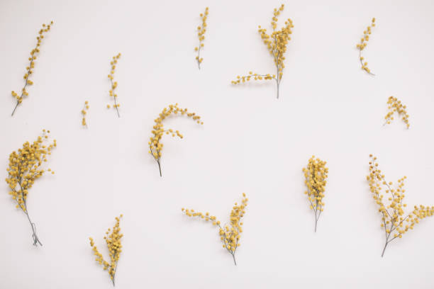 istock floral pattern of mimosa flowers on white backdrop. Copy space. Floral frame. 1368217915