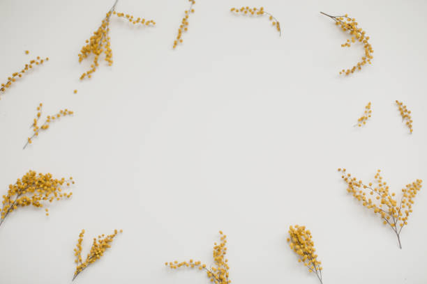 istock floral pattern of mimosa flowers on white backdrop. Copy space. Floral frame. 1368217941
