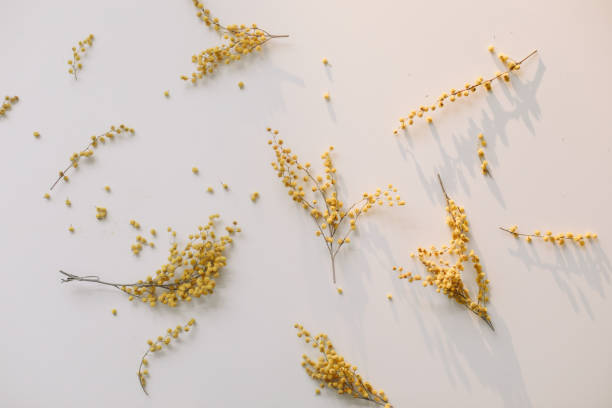 istock floral pattern of mimosa flowers on white backdrop. Copy space. Floral frame. 1368218943