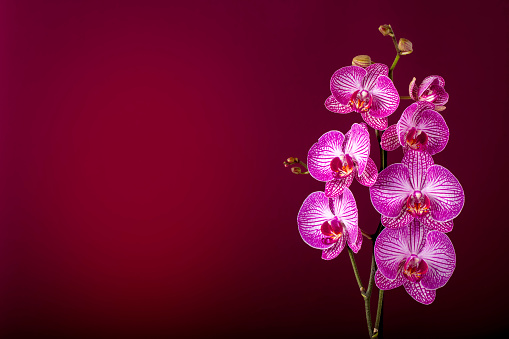 Close-up of beautiful pink Orchid flowers on a dark red background. Space for copy.