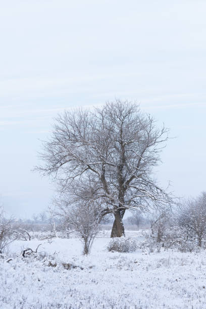 istock A snow-covered tree on the edge of the forest on a winter day 1368220323