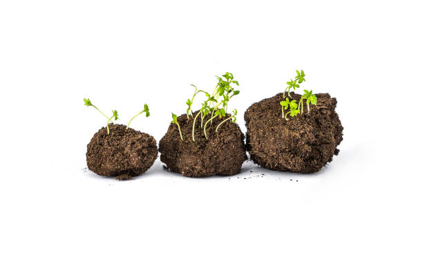 istock Seed bombing. earth balls. nendo dango. isolated 1368220338