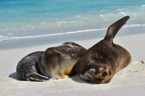 istock Galapagos Sea Lion 1368220837
