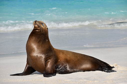 Galapagos Sea Lion\nEspañola Island\nGalapagos, Ecuador