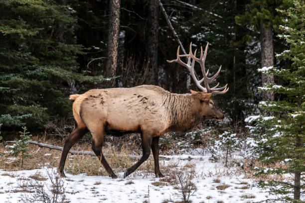 istock Bull Elk (Wapiti), (Cervus canadensis) Minnewanka loop, Banff National Park, Alberta, Canada 1368220956