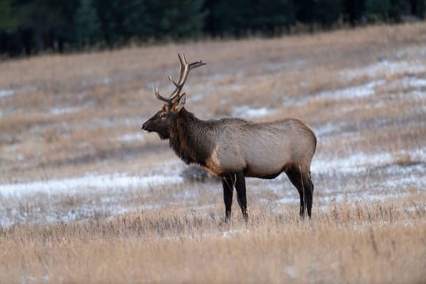 istock Bull Elk (Wapiti), (Cervus canadensis) Minnewanka loop, Banff National Park, Alberta, Canada 1368220958