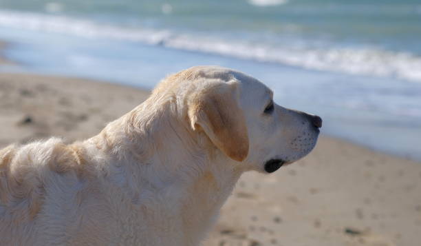 istock white dog at the beach on a sunny day 1368221842