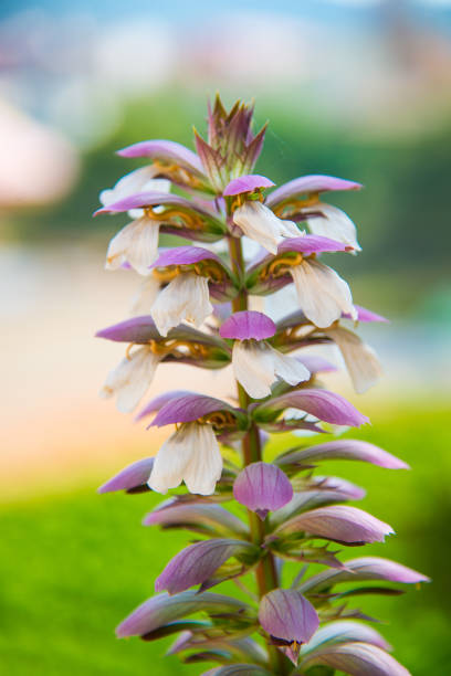 Acanthus spinosus (Spiny Bear's Breech) flowers in summer time, Spain