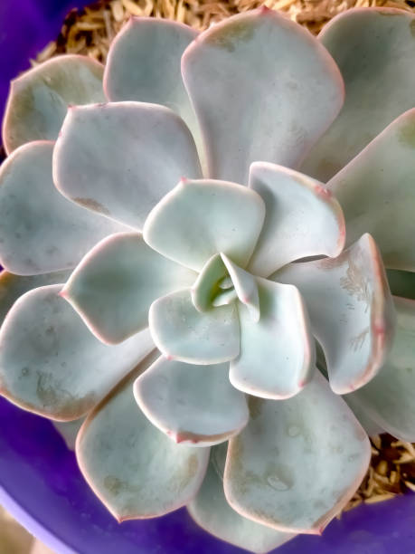 istock detail of succulent 1368223415