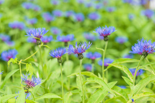 blue cornflowers in the summer garden, selective focus