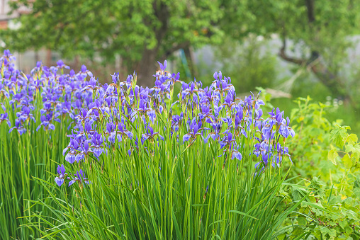 blue wild siberian iris flowers blooming in the summer garden