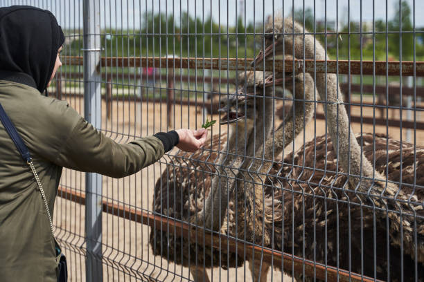 istock a woman with a covered head feeds ostriches with grass through a net 1368223652