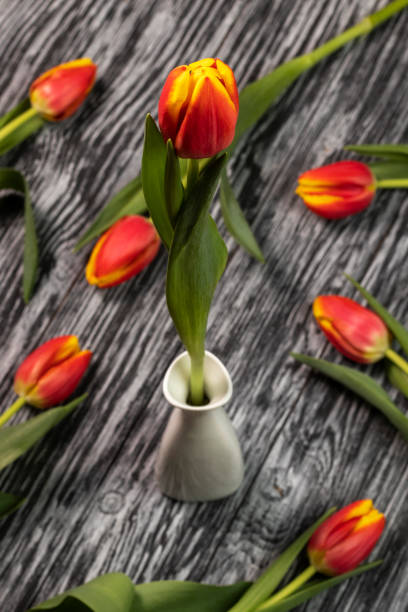 istock Red tulip in a white vase. 1368224941