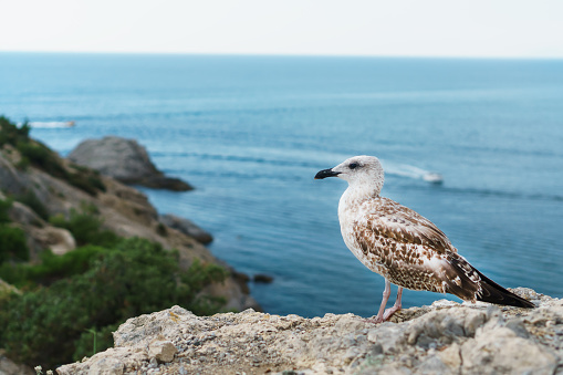 A Seagull sits on a rock against the blue sea. Birds of the black sea coastal zone