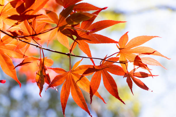 istock Red color of falling leaf with blurred leaf and sky background 1368227004