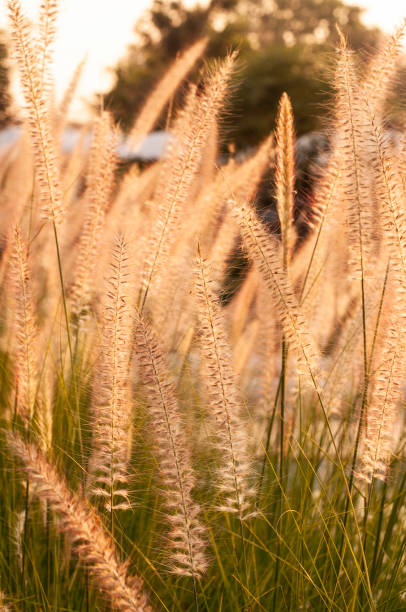 istock Grass flower field with sunlight in countryside, beautiful sunrise timing. 1368227256
