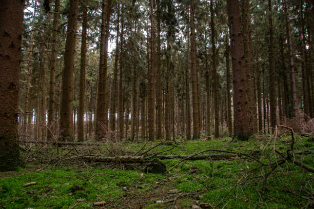 istock The landscape in a German coniferous forest 1368227482