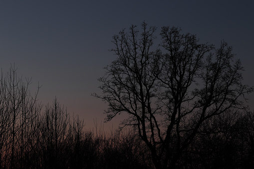 African dusk falls on Tree Silhouettes on safari with a crescent moon in South Africa