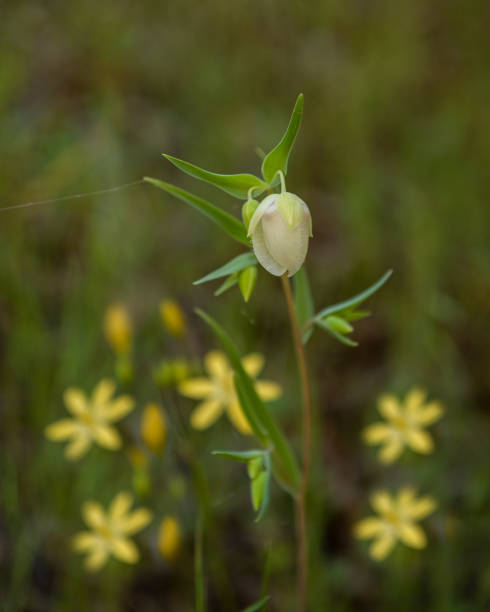weiße feenlaterne in der natur - globe lily stock-fotos und bilder