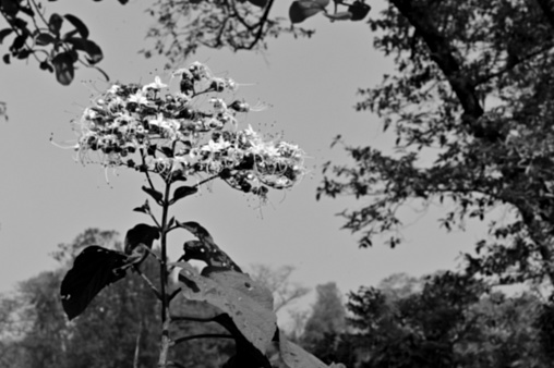 Blurred black and white flowers and plants against natural background.