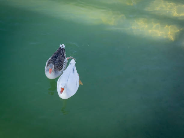 Two male and female ducks, during mating they will not be separated for weeks.