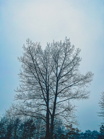 A look into the leafless treetops in winter.