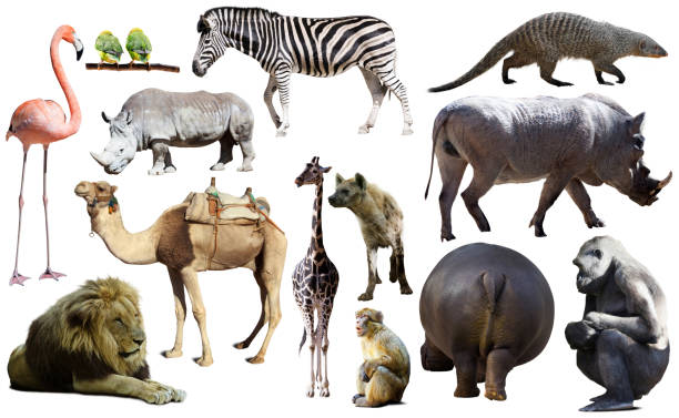 istock Collage with African mammals and birds 1368229848
